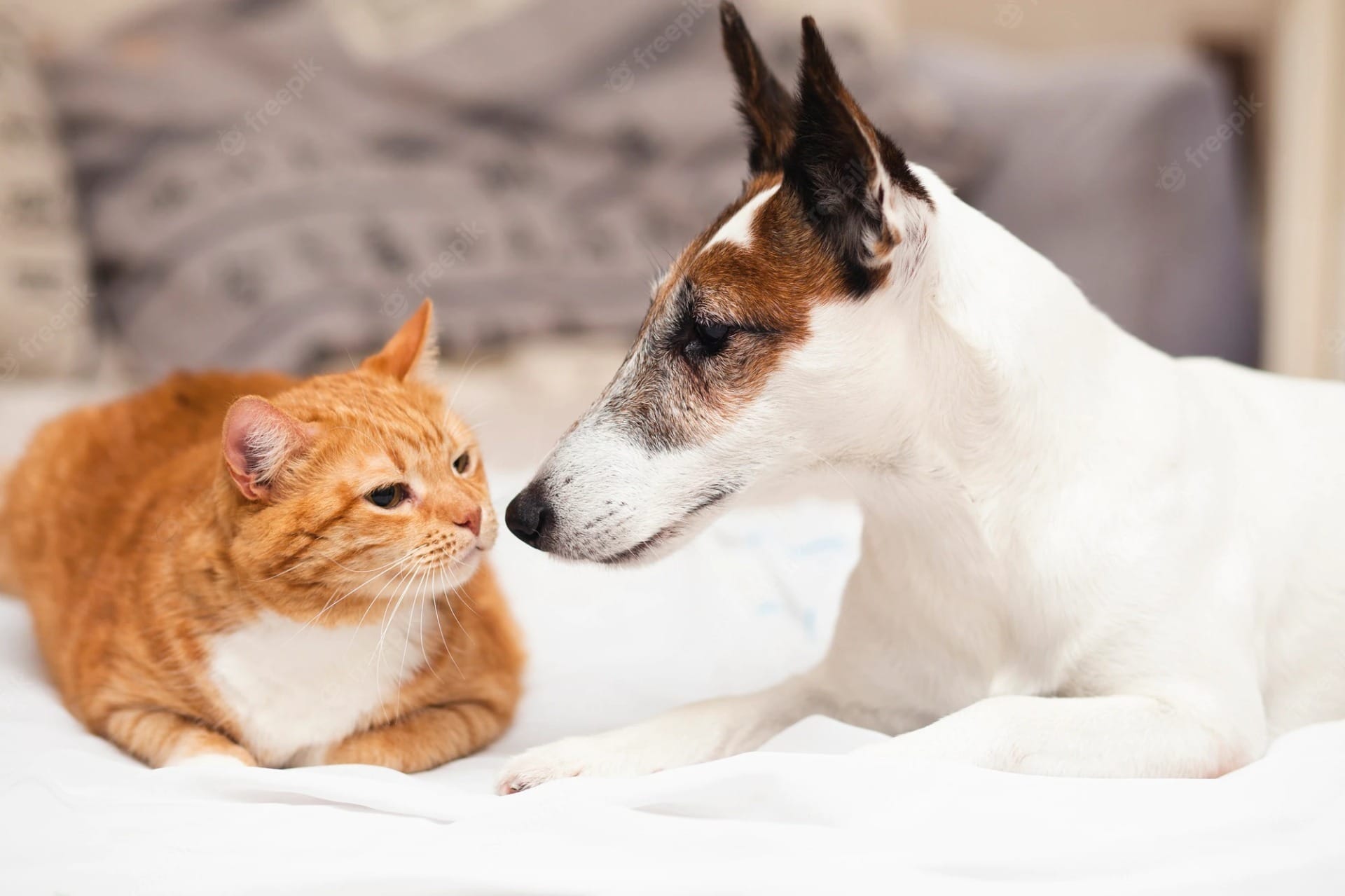 Dia de Finados para animais é celebrado no dia 27 de outubro