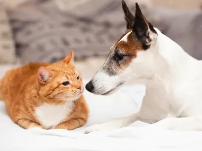 Limeira realiza Feira de Adoção de cães e gatos neste sábado (27)