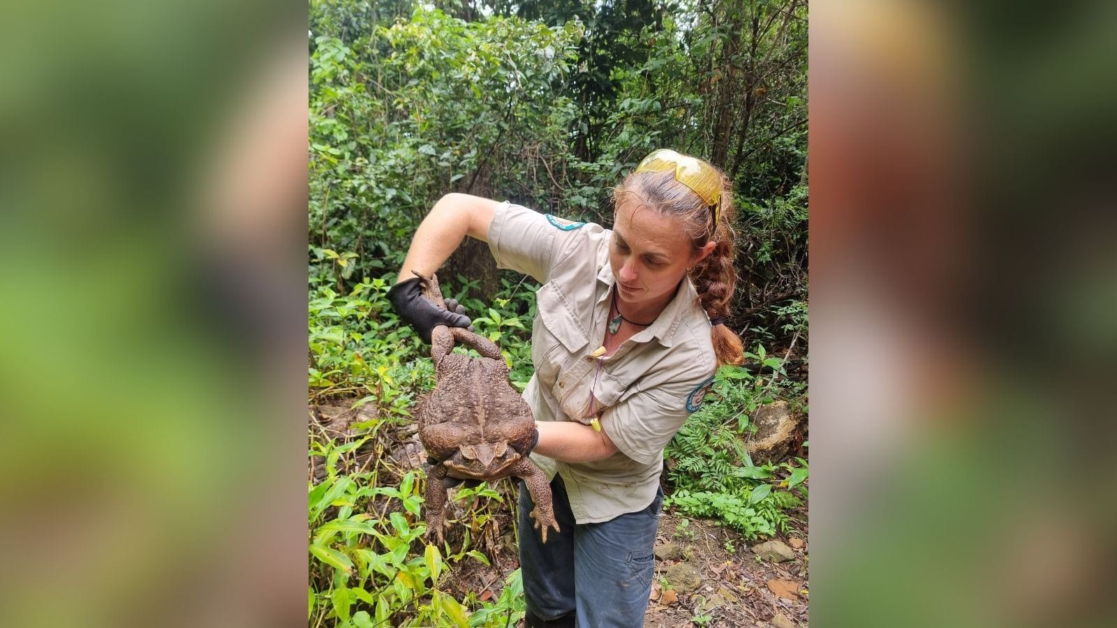 Guardas florestais acham sapo gigante em floresta na Austrália
