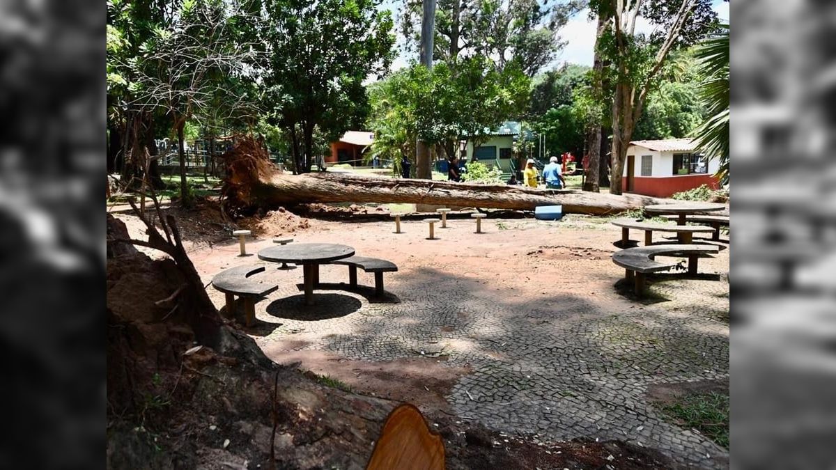 Queda de árvore na Lagoa do Taquaral mata criança e deixa mulher ferida