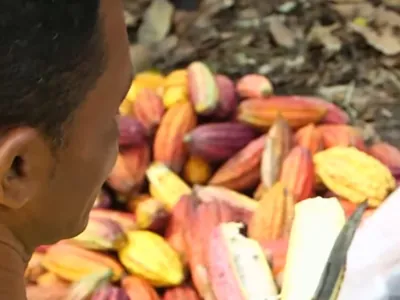 Pesquisa com casca de cacau cria biocombustíveis e gera renda