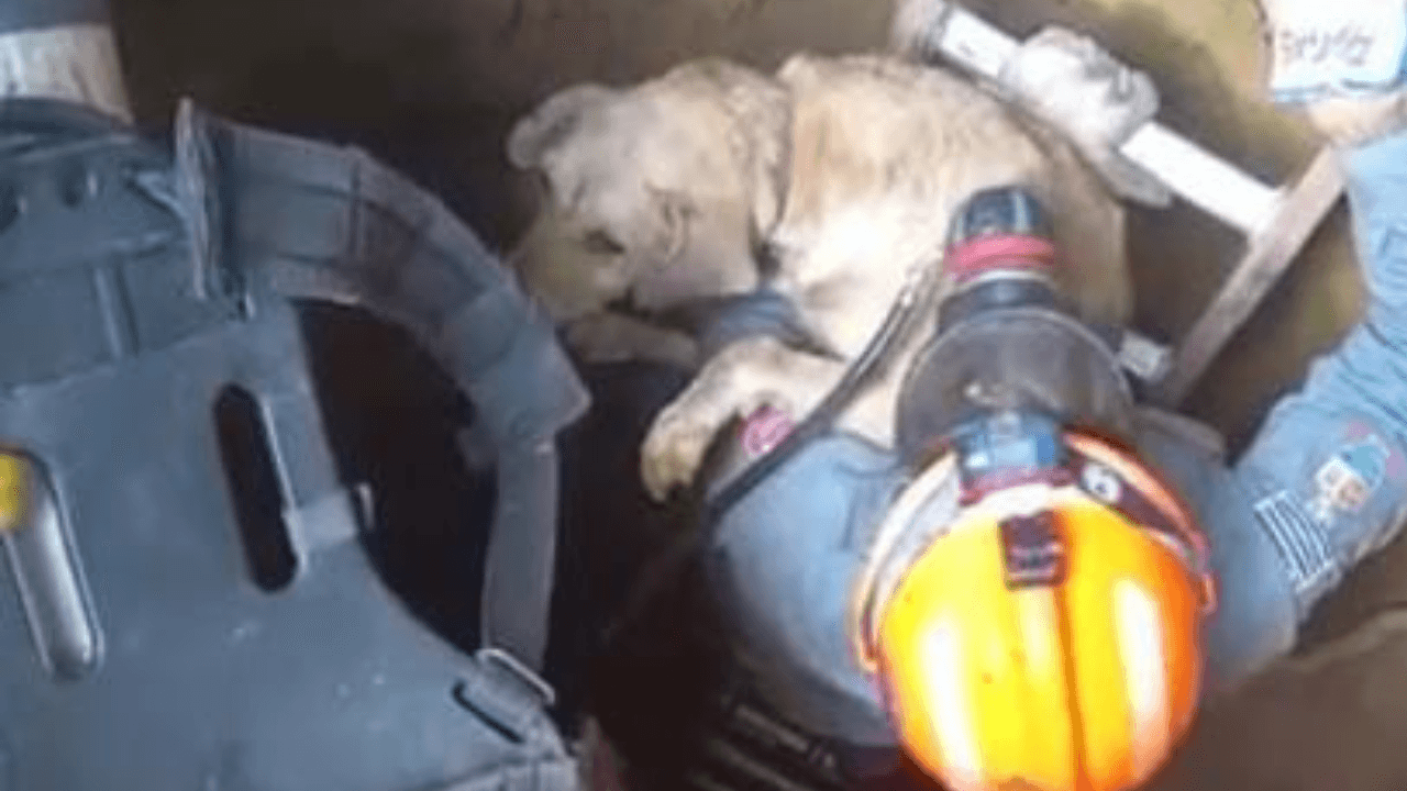 VÍDEO: Cachorro é resgatado após cair dentro de poço em Pindamonhangaba