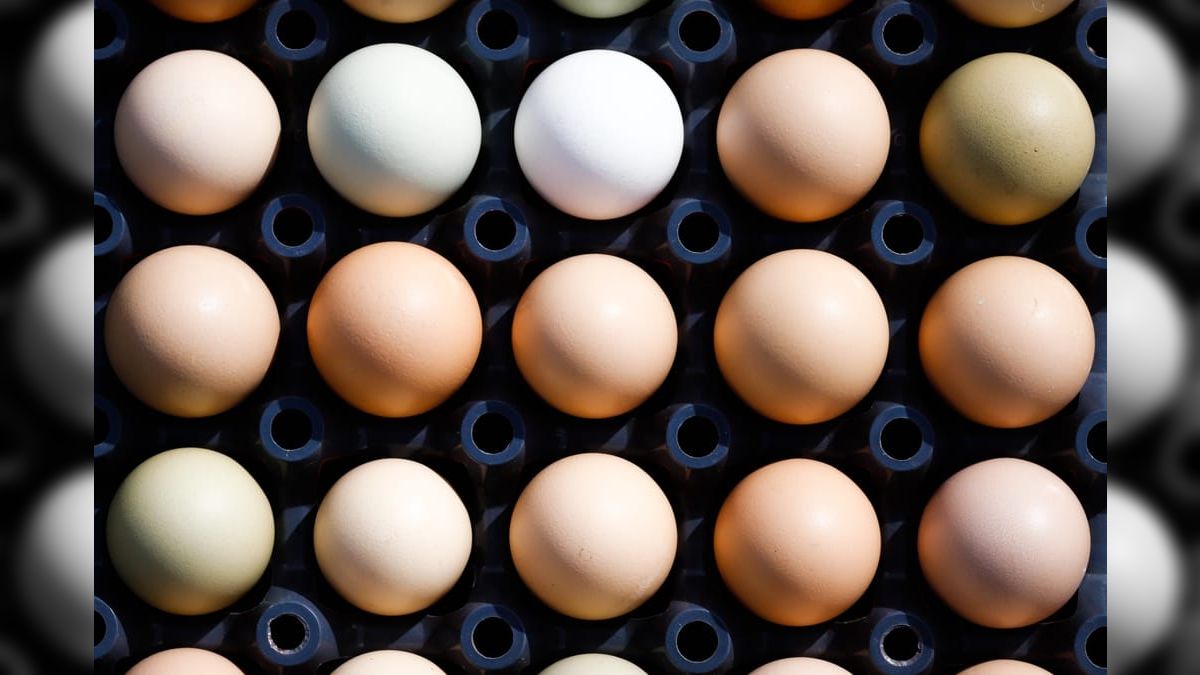 Dia Mundial do Ovo: veja curiosidades sobre o alimento considerado completo