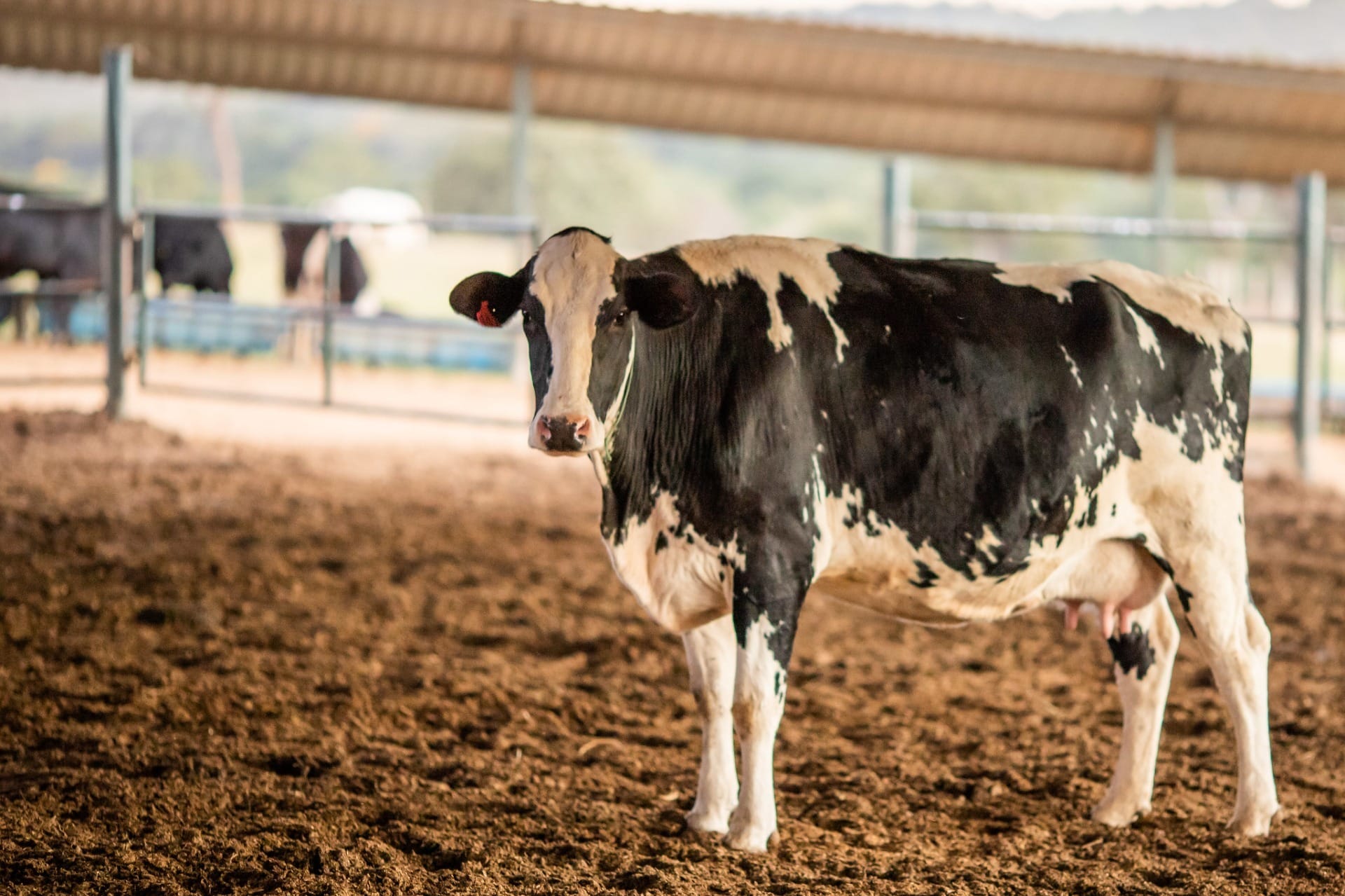 Vacas leiteiras sofrem com calor e produção pode cair até 20%