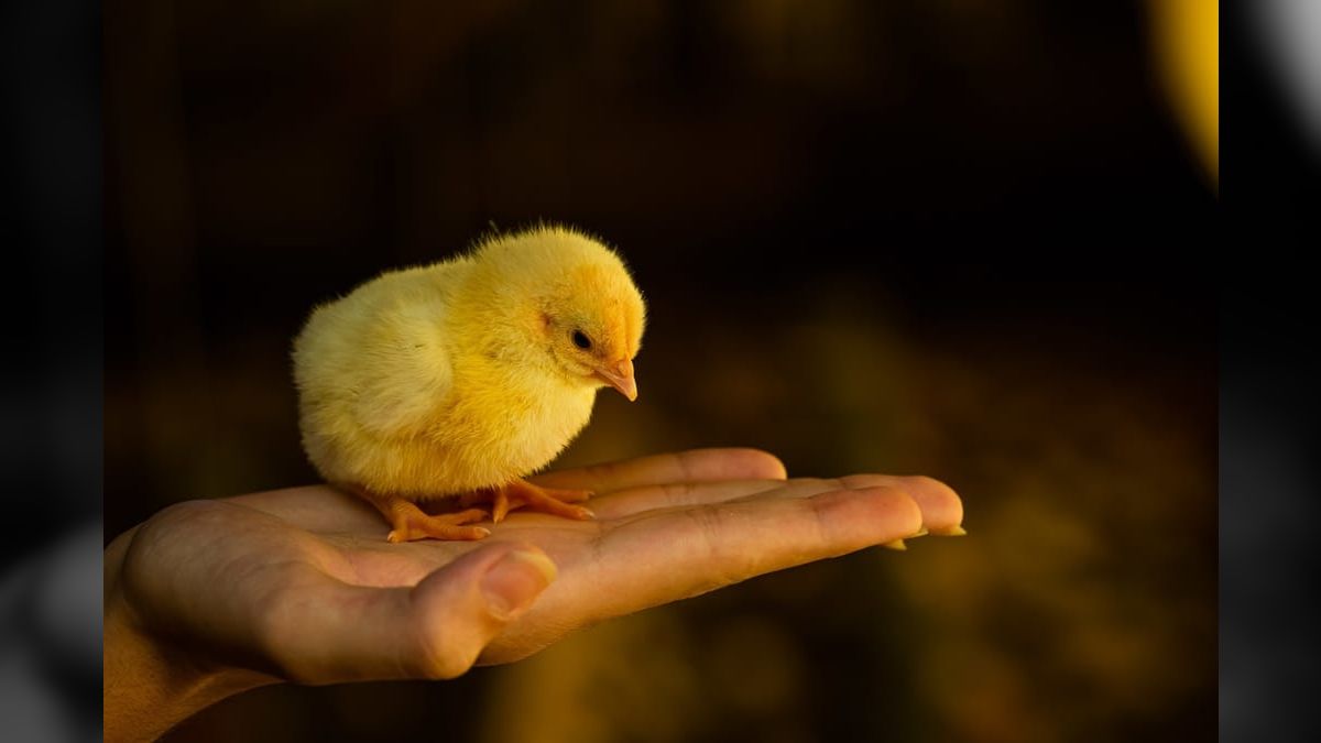 China volta a importar carne de frango do Brasil após seis meses