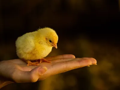 China volta a importar carne de frango do Brasil após seis meses