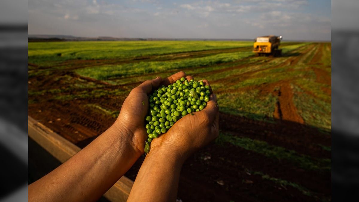 Pulses: produtos que têm importância estratégica na segurança alimentar