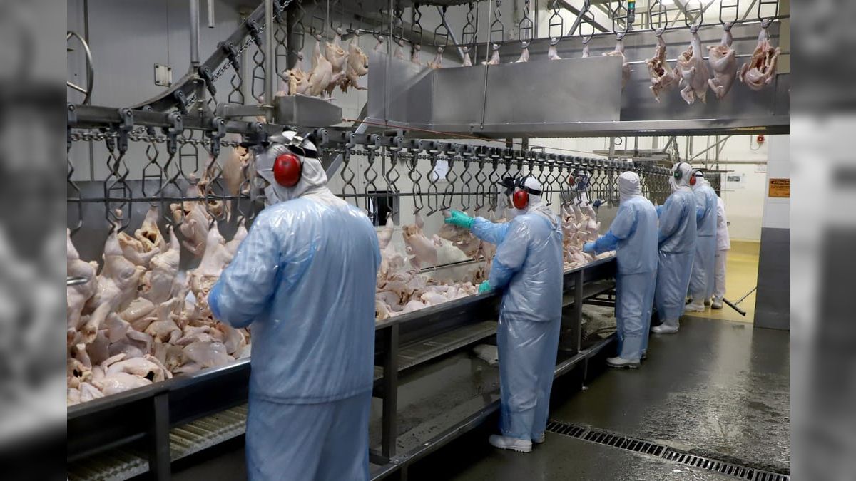 Exportação de carne de frango bate recorde apesar da crise no Oriente Médio