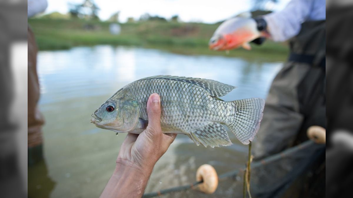 Governo de SP libera R$ 2,5 mi para afetados por mortandade de peixes no Rio Tietê