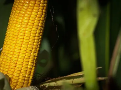 Agroband
