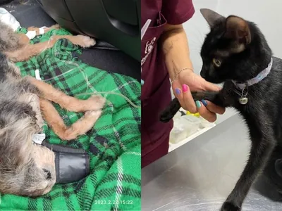 Tragédia no litoral de SP: mais de 60 animais são resgatados após chuvas