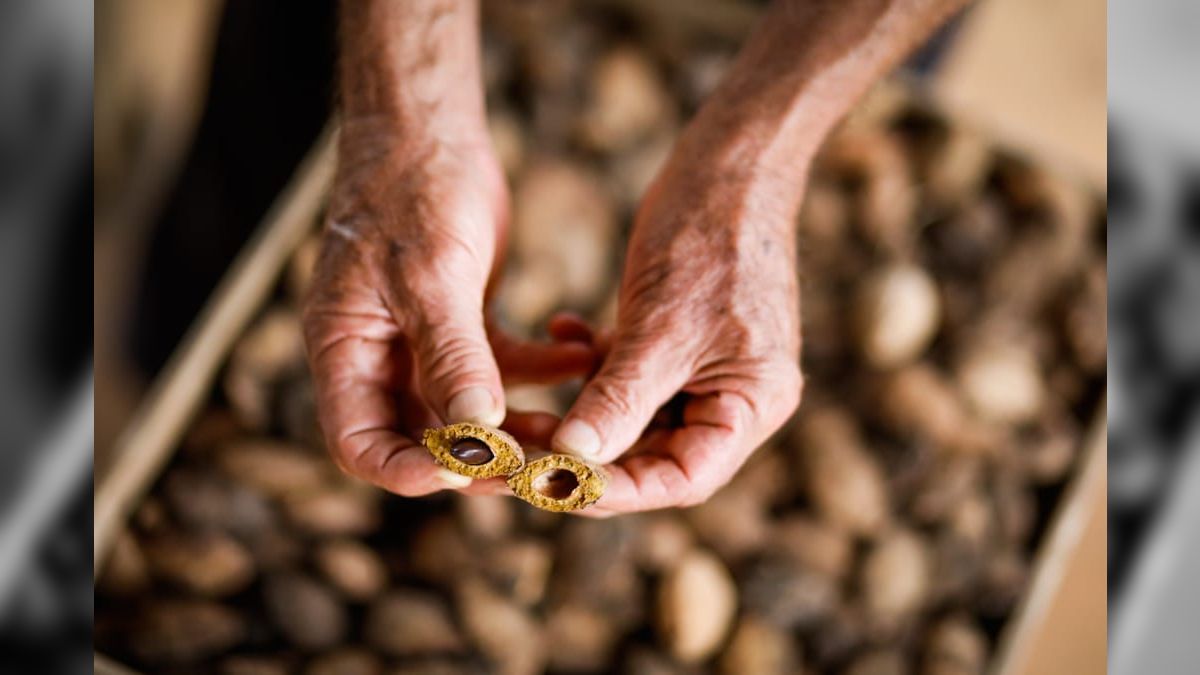 Brasil tem potencial para ser exportador de castanha, aponta CNA