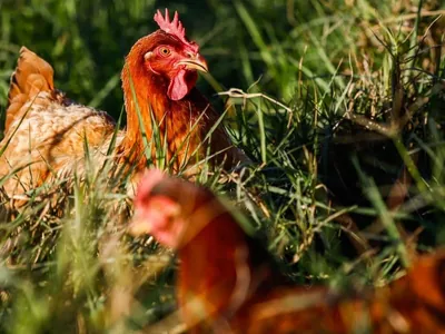 Ministério da Agricultura confirma caso de gripe aviária em Cuiabá (MT)