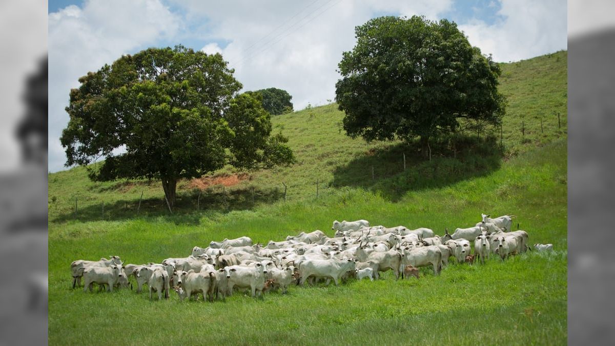 Preços da carne bovina acumulam alta de 44% em dois anos no Brasil