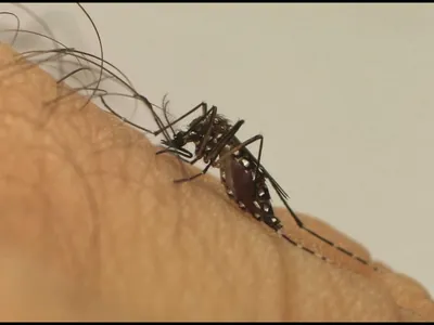 Tremembé registra 1ª morte por dengue em 2026; vítima é um idoso de 87 anos