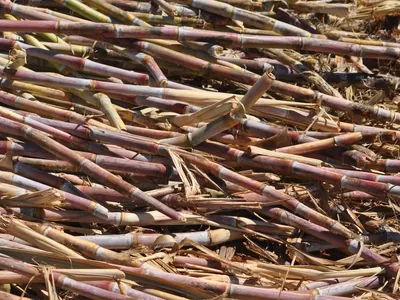 Venda de etanol cresce 15% em abril com maior competitividade nas bombas