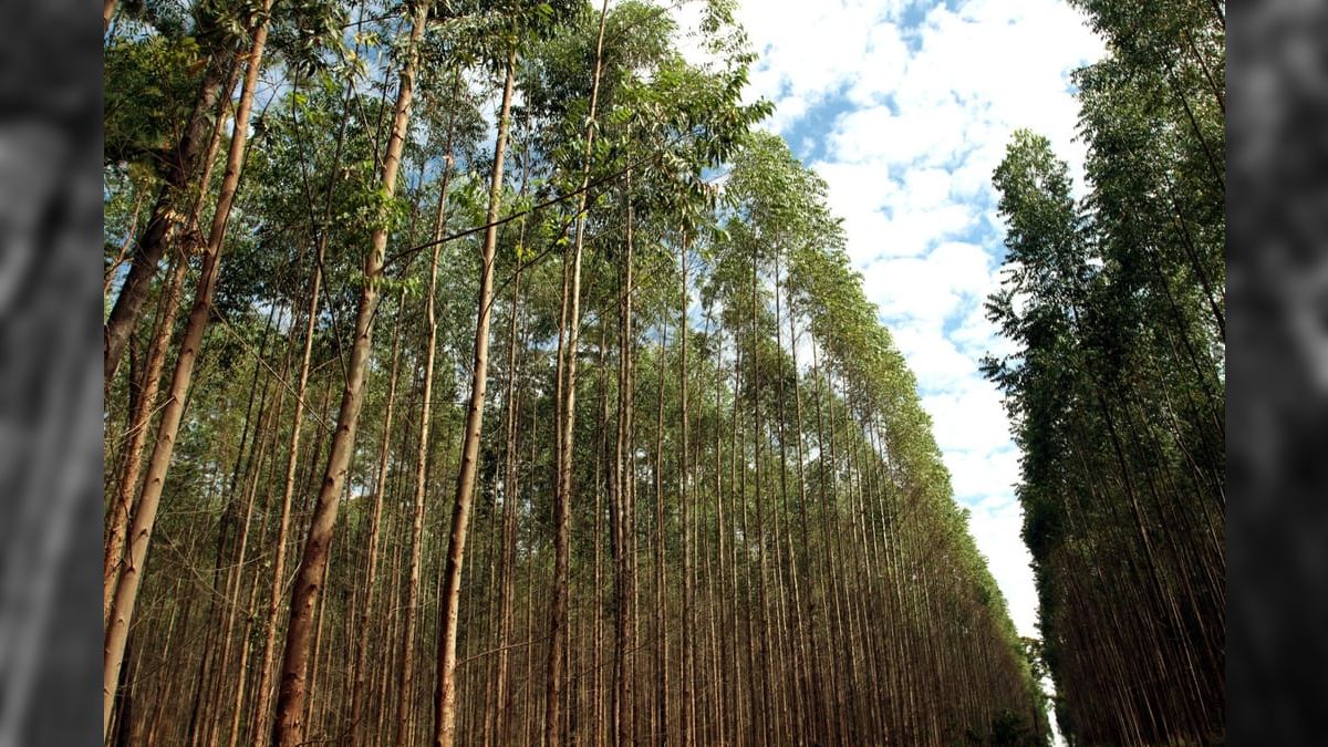 Produção florestal brasileiracresce 16,7% e chega a R$ 44,3 bi em 2024
