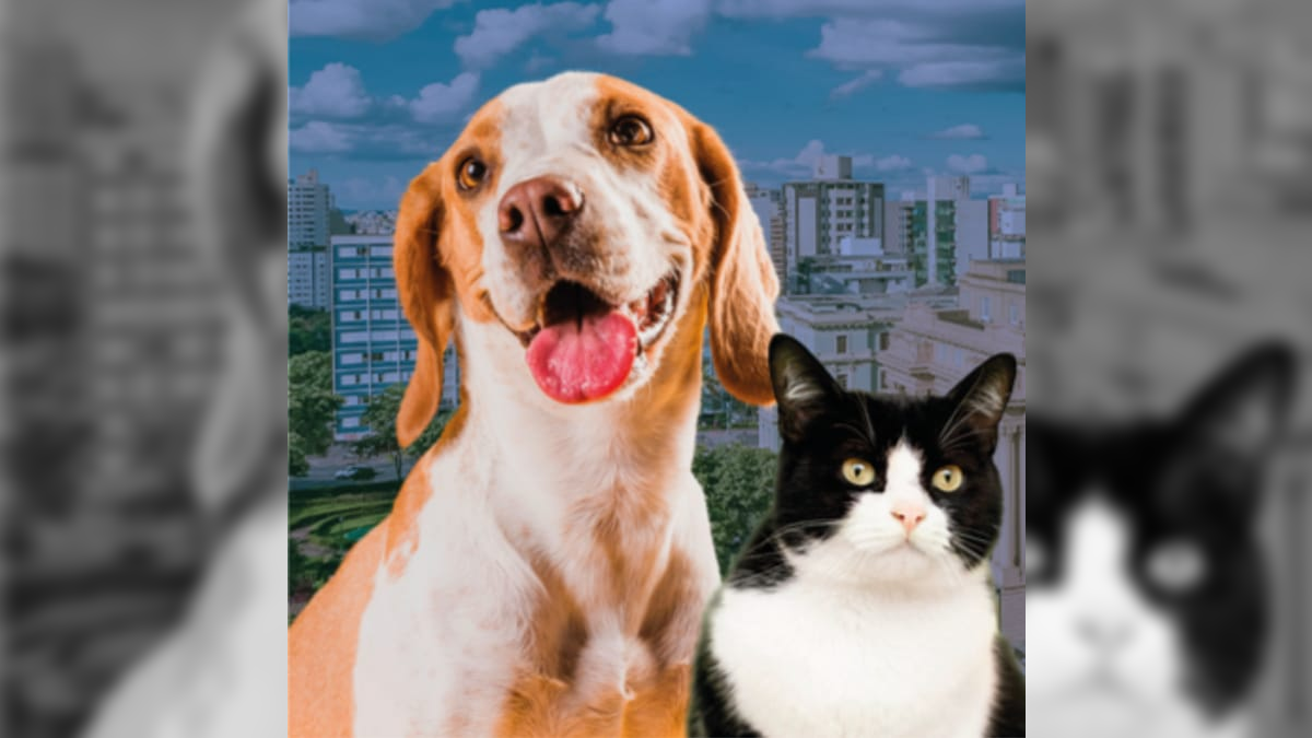 População de pets no Brasil é estimada entre 150 milhões e 160 milhões de animais