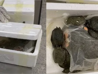 Bagagem com 180 tartarugas e 30 enguias é apreendida no Aeroporto de Guarulhos
