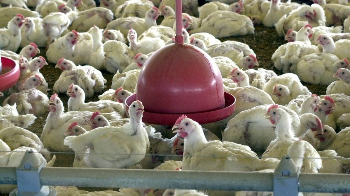 União Europeia reabre mercado para carne de frango e de peru do Brasil