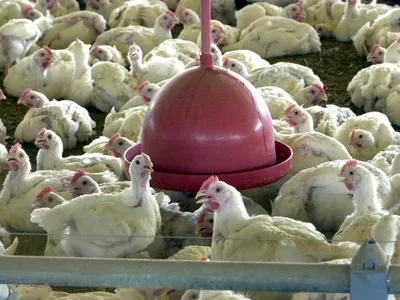 União Europeia reabre mercado para carne de frango e de peru do Brasil