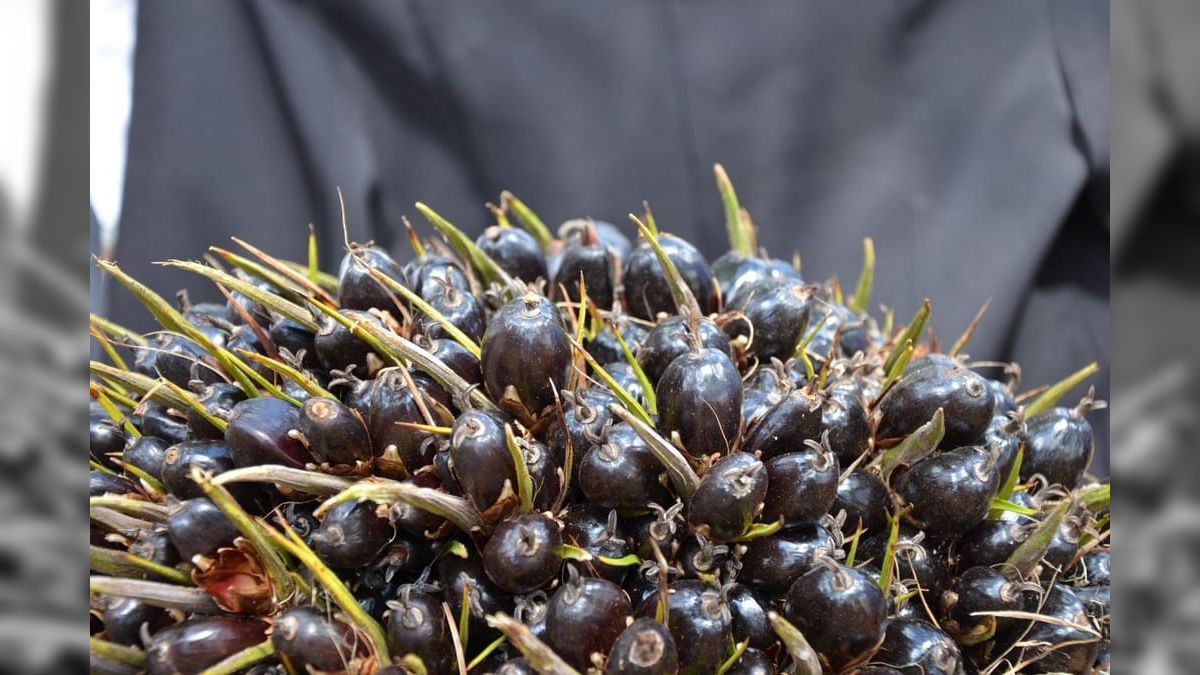 Pare de fugir desta gordura: ela tem mais vitaminas que quase tudo