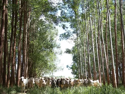 Nova lei ambiental destrava projetos e reduz burocracia no agronegócio