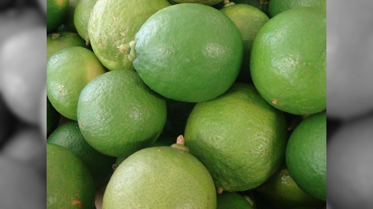 "Tá no campo, tá na mesa": veja como é uma super plantação de limão