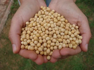 Entenda por que agricultores estão indo a Roraima plantar soja