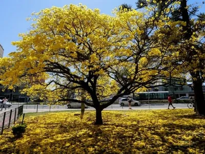 Ipês transformam paisagem de Brasília no inverno