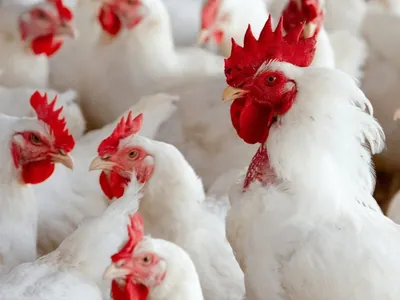 Brasil pode herdar mercados da Argentina após surto de gripe aviária