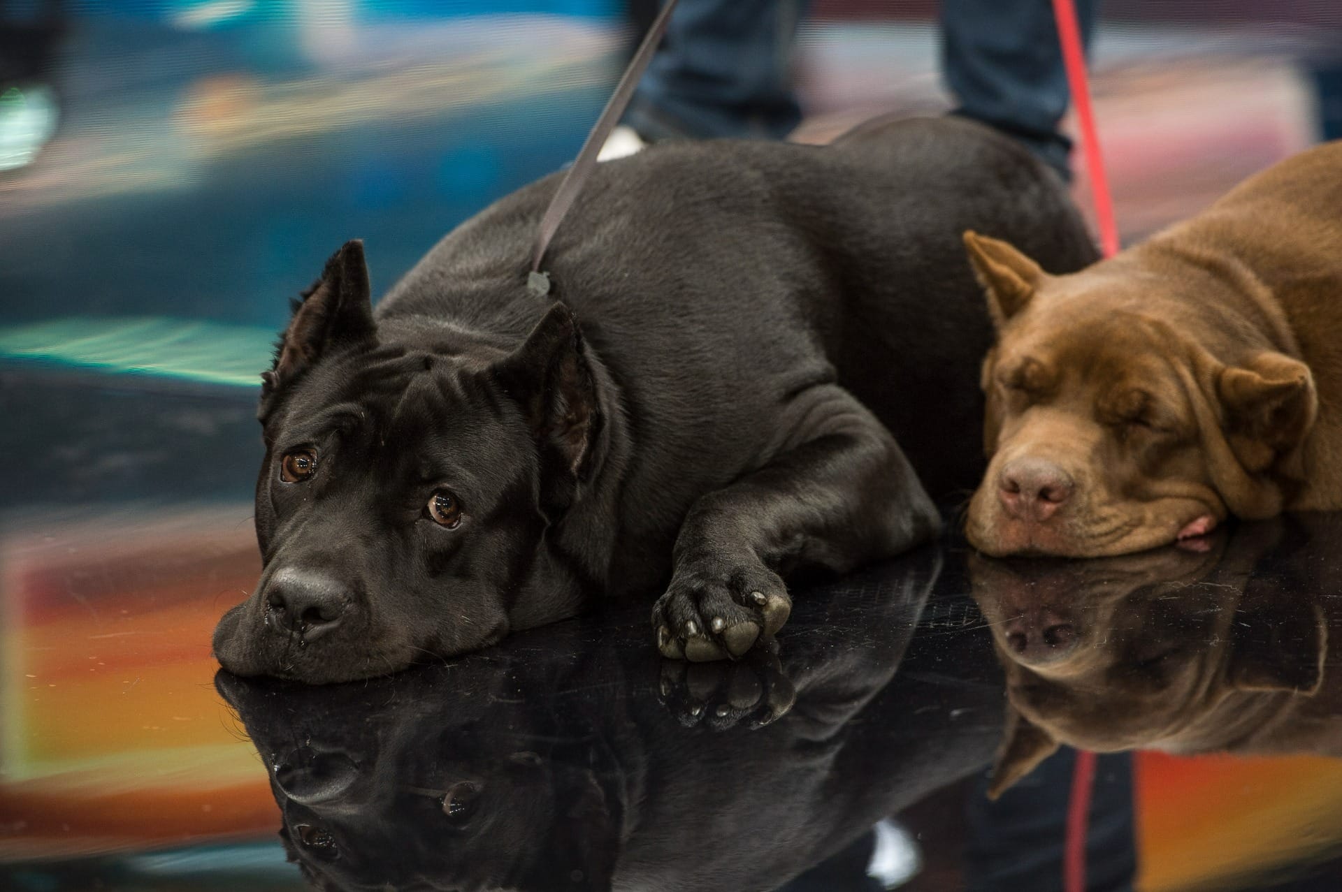 Conheça o Cane Corso, cães de guarda que Faustão introduziu no Brasil