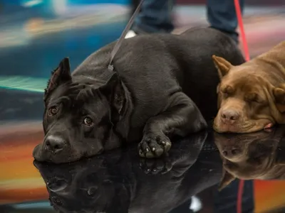 Conheça o Cane Corso, cães de guarda que Faustão introduziu no Brasil