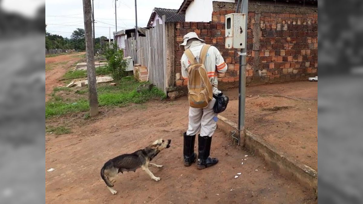 Para evitar ataque de cães a leituristas, Energisa pede apoio da comunidade