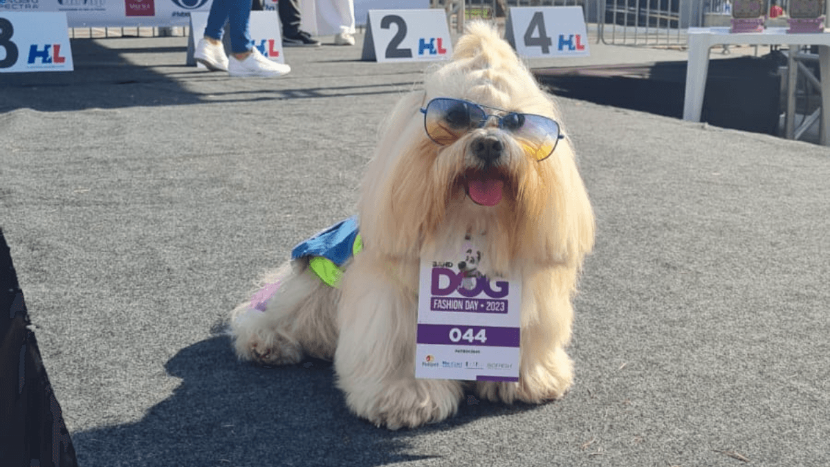 Vem aí o Dog Fashion Day em São José dos Campos; veja como se inscrever