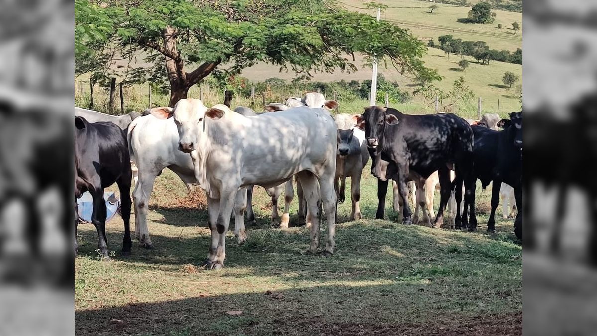 Brasil é o país que atrai mais raios no mundo e bovinos correm risco de morrer