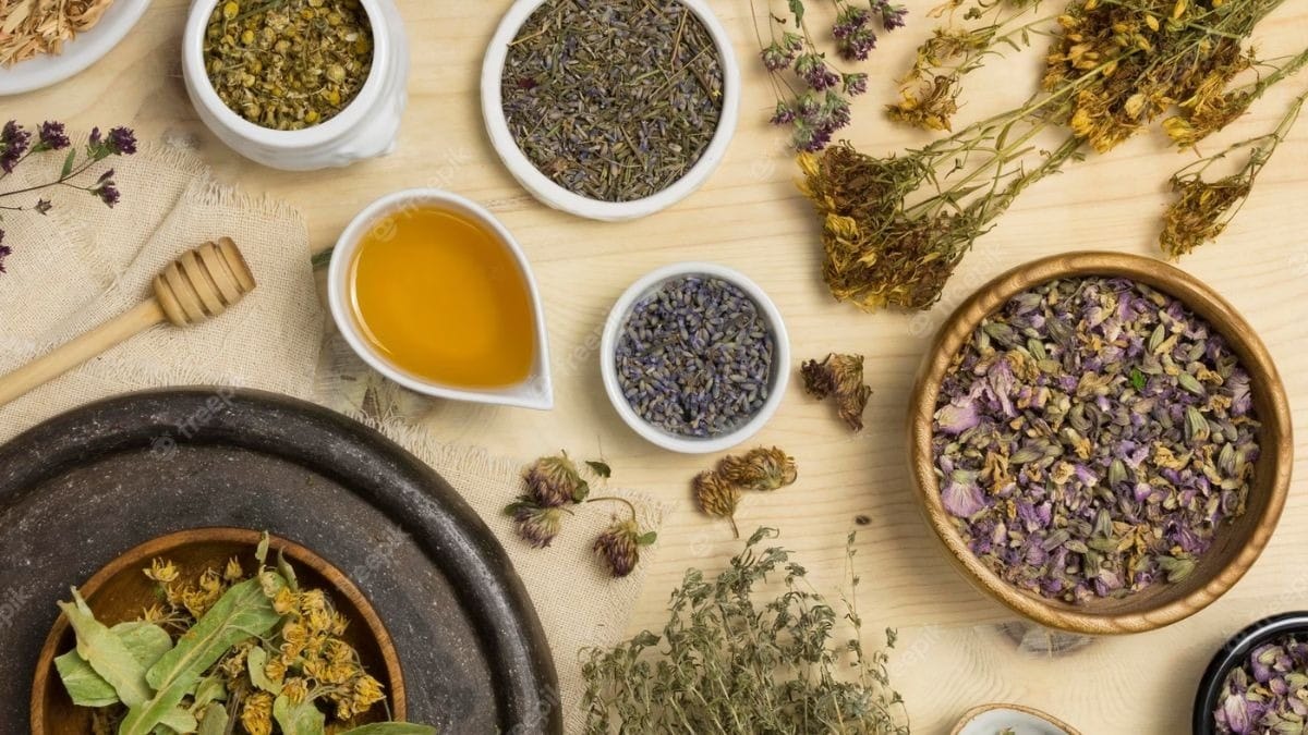 Boldo-do-Brasil e outras plantas: alunos da Unicamp ensinam uso medicinal na Mata Santa Genebra