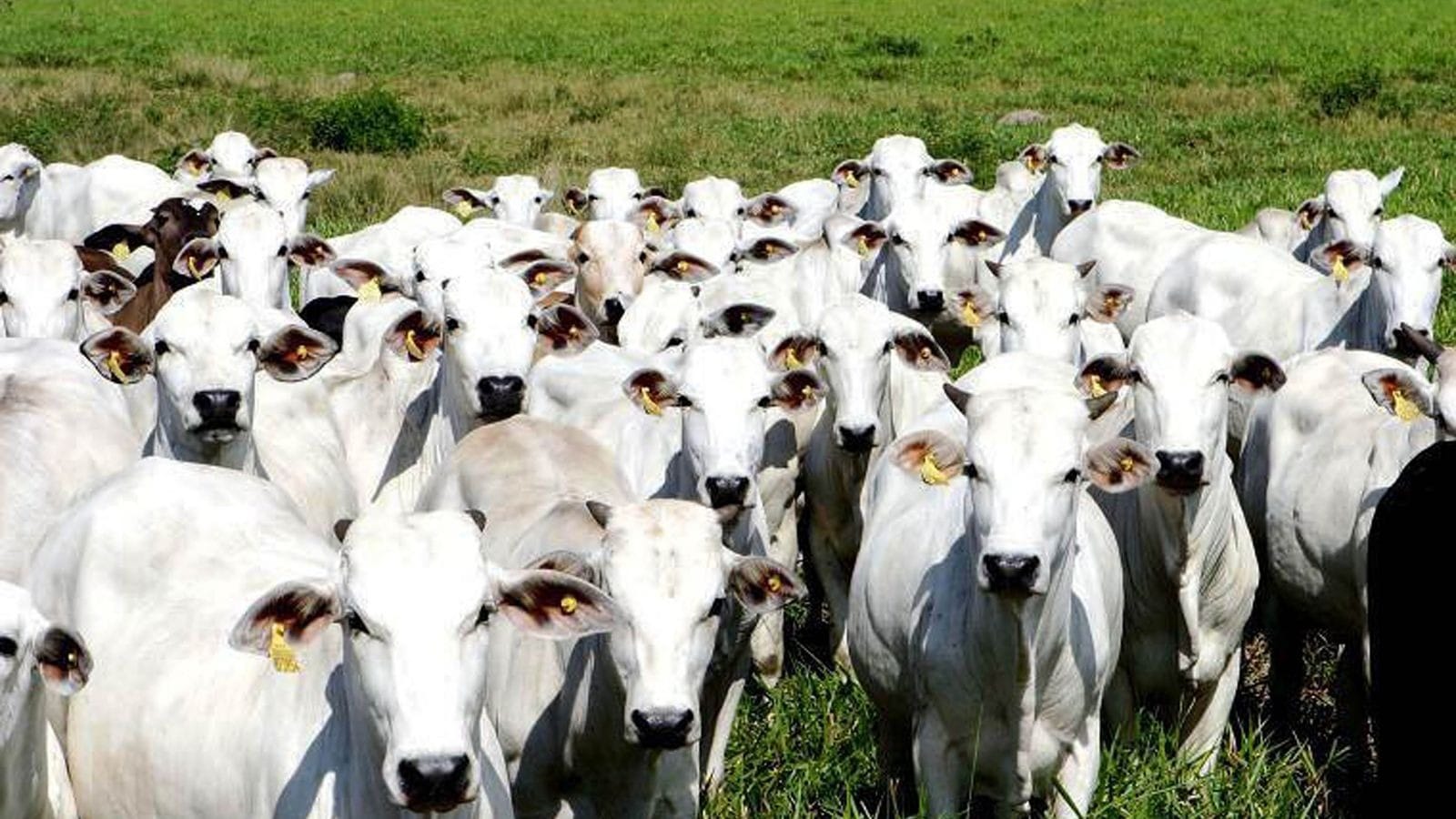 Exportações de carne bovina em Mato Grosso crescem 2.242% em 25 anos
