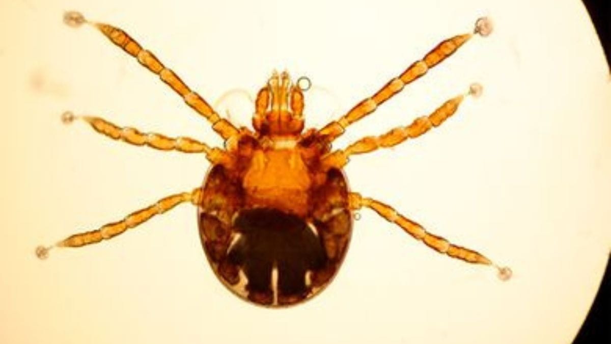 Febre maculosa: o que é a doença que matou piloto e esposa