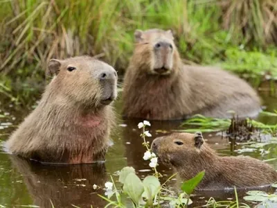 Capivaras e carrapatos fazem cidade de SC decretar emergência