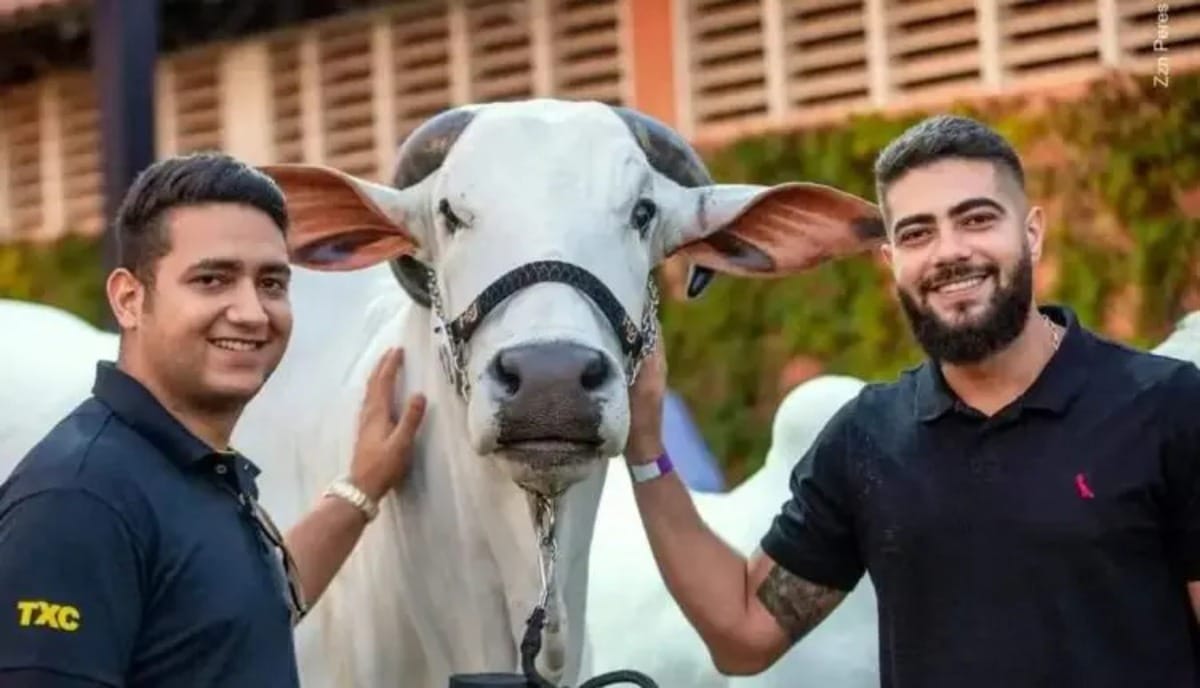 Dupla Henrique & Juliano arrecada R$ 137 milhões em leilão de gado histórico