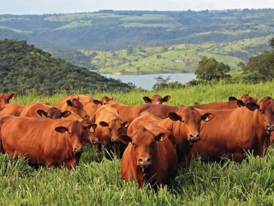 Protocolo Carne Baixo Carbono pode reduzir emissões da pecuária em 35%