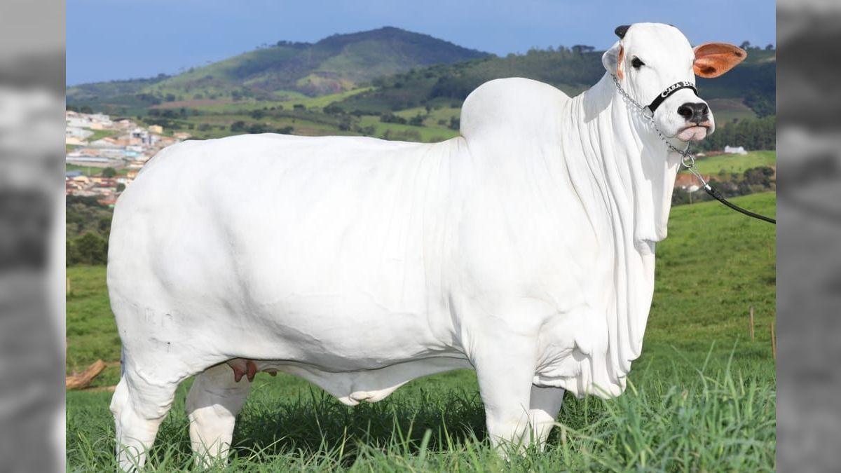 É a vaca mais cara do mundo: Nelore brasileira atinge valor de R$ 20 milhões