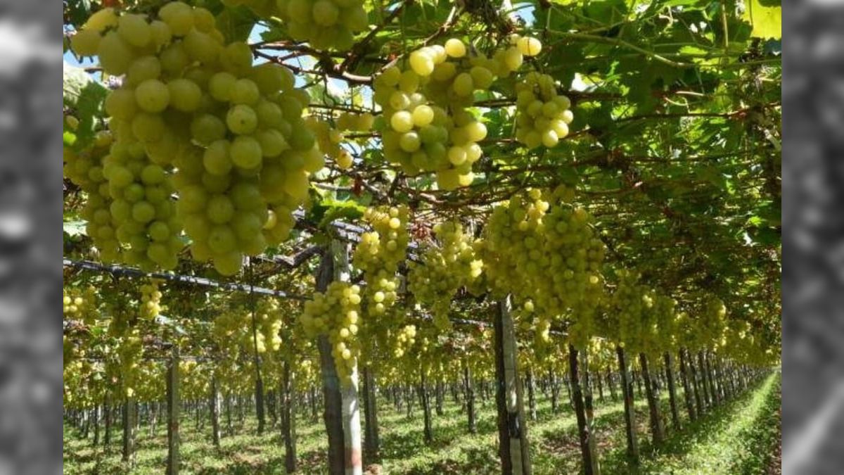 Vale do São Francisco une força agrícola e sucesso no turismo rural