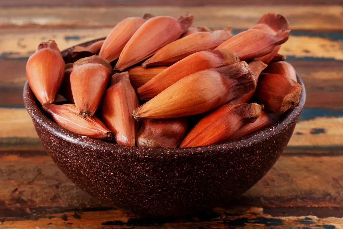 Saiba qual é o tempo ideal para cozinhar o pinhão na pressão