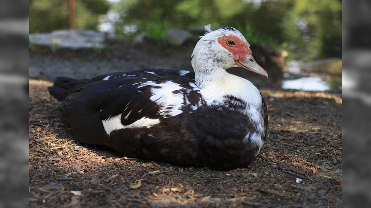 Governo do RS investiga se morte de cisnes e patos foi causada por gripe aviária