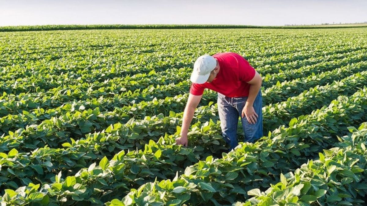 Agricultura familiar lidera operações do Plano Safra, aponta ABDE