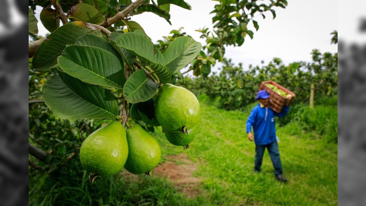 Falta de mão de obra no setor de hortifrúti muda rotina no agronegócio
