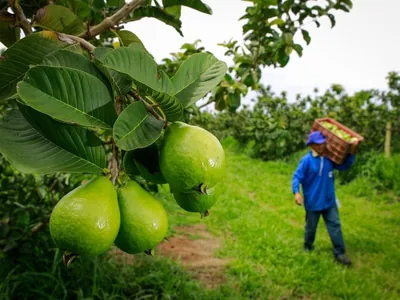 Plataforma do governo valida produção sustentável e facilita exportação