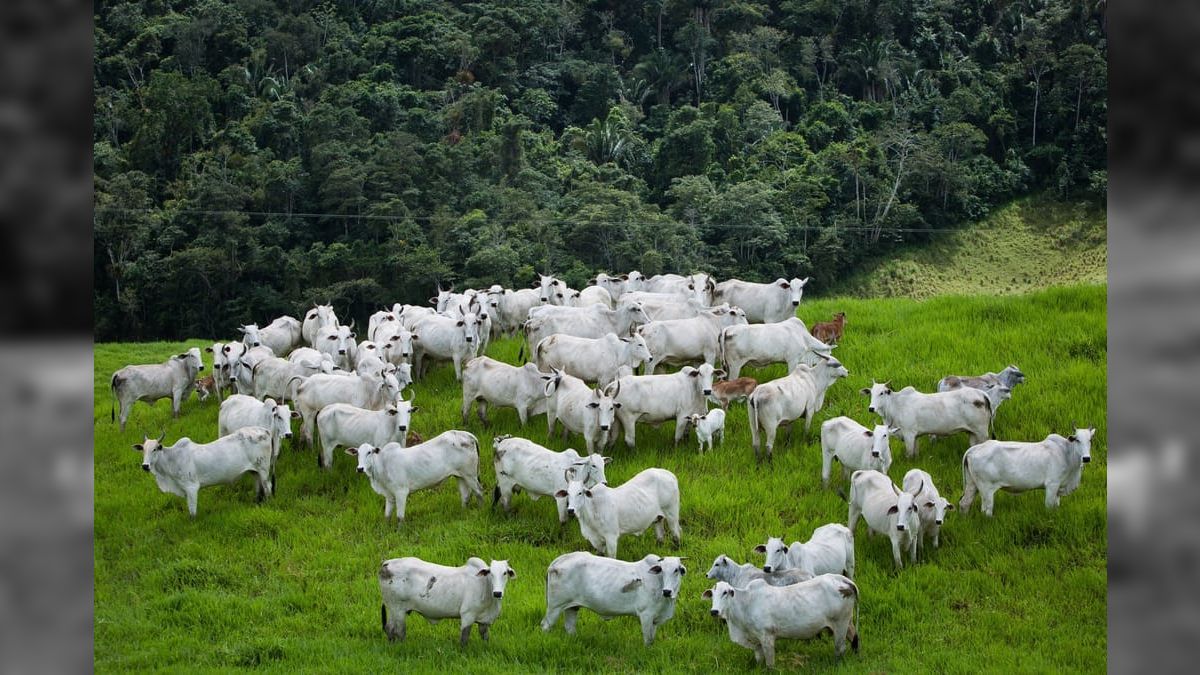 Clima instável prejudica pastos e pode deixar a carne mais cara no Brasil